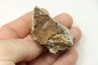 dinosaure freak: TRICERATOPS HORRIDUS
