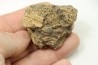 dinosaure freak: TRICERATOPS HORRIDUS