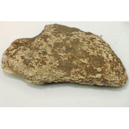dinosaure freak: TRICERATOPS HORRIDUS