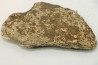 dinosaure freak: TRICERATOPS HORRIDUS