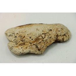 dinosaure freak: TRICERATOPS HORRIDUS