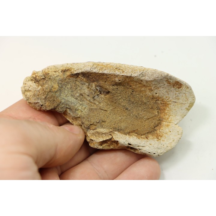 dinosaure freak: TRICERATOPS HORRIDUS
