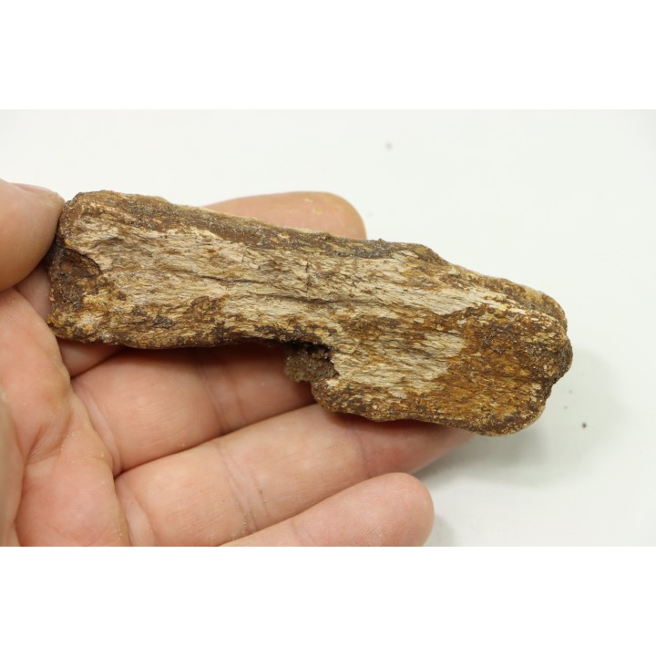 dinosaure freak: TRICERATOPS HORRIDUS