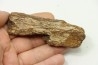 dinosaure freak: TRICERATOPS HORRIDUS