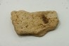 dinosaure freak: TRICERATOPS HORRIDUS