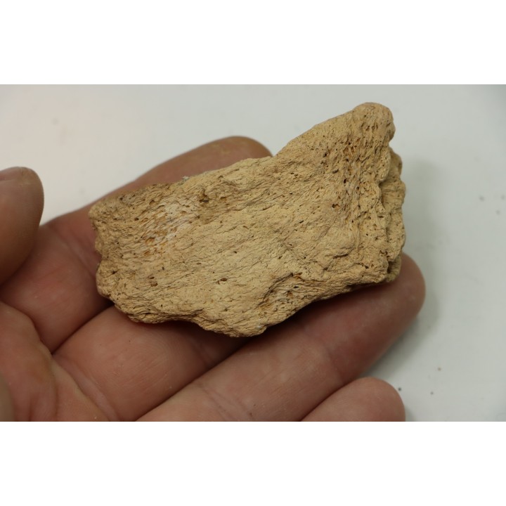 dinosaure freak: TRICERATOPS HORRIDUS