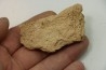 dinosaure freak: TRICERATOPS HORRIDUS