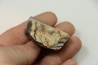 dinosaure freak: TRICERATOPS HORRIDUS