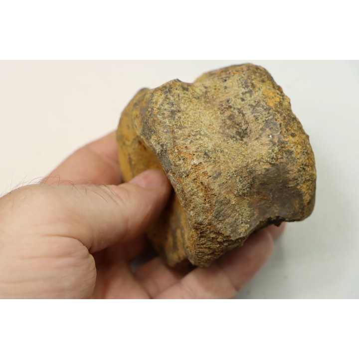 dinosaure vertebra: TRICERATOPS HORRIDUS