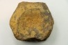 dinosaure vertebra: TRICERATOPS HORRIDUS