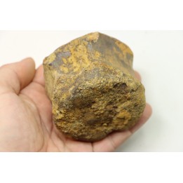 dinosaure vertebra: TRICERATOPS HORRIDUS