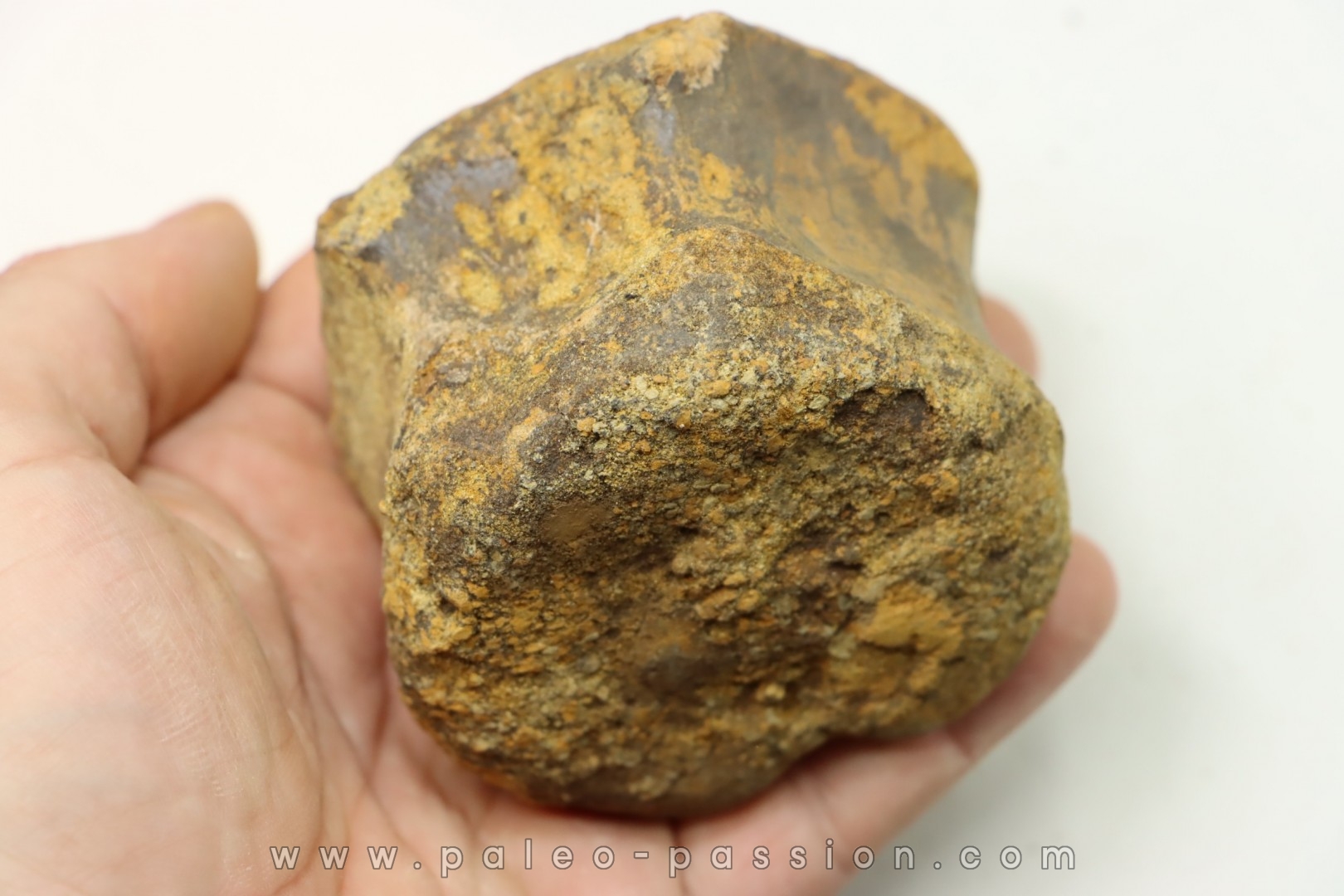 vertèbre de dinosaure TRICERATOPS HORRIDUS - Hell Creek Fmt - crétacé supérieur - Dawson County, Montana