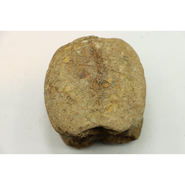 dinosaure vertebra: TRICERATOPS HORRIDUS