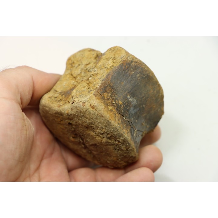 vertèbre de dinosaure TRICERATOPS HORRIDUS - Hell Creek Fmt - crétacé supérieur - Dawson County, Montana
