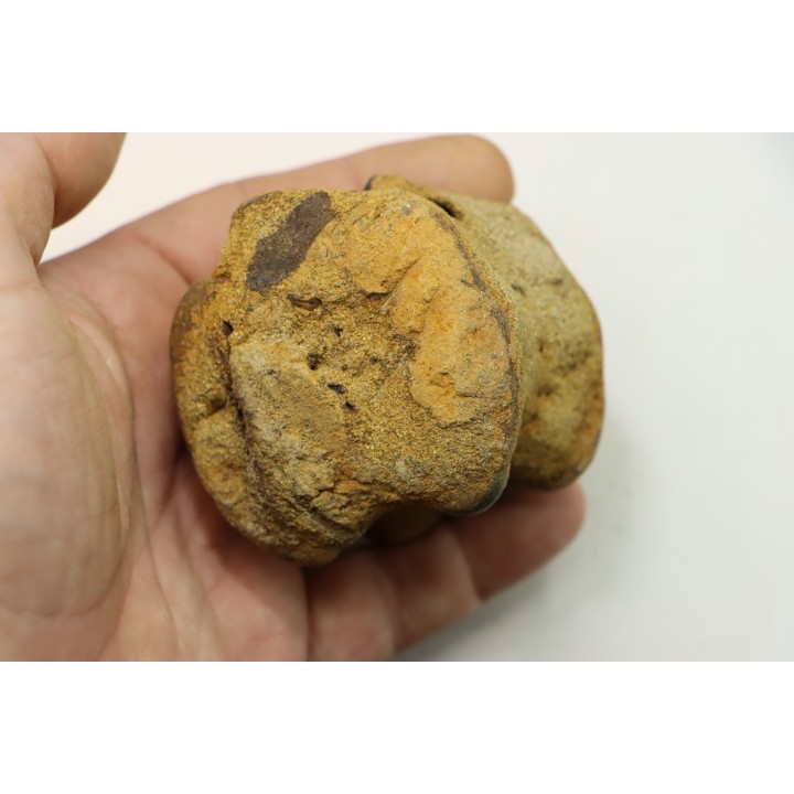 dinosaure vertebra: TRICERATOPS HORRIDUS