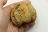 dinosaure vertebra: TRICERATOPS HORRIDUS