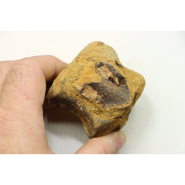 dinosaure vertebra: TRICERATOPS HORRIDUS