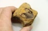 dinosaure vertebra: TRICERATOPS HORRIDUS