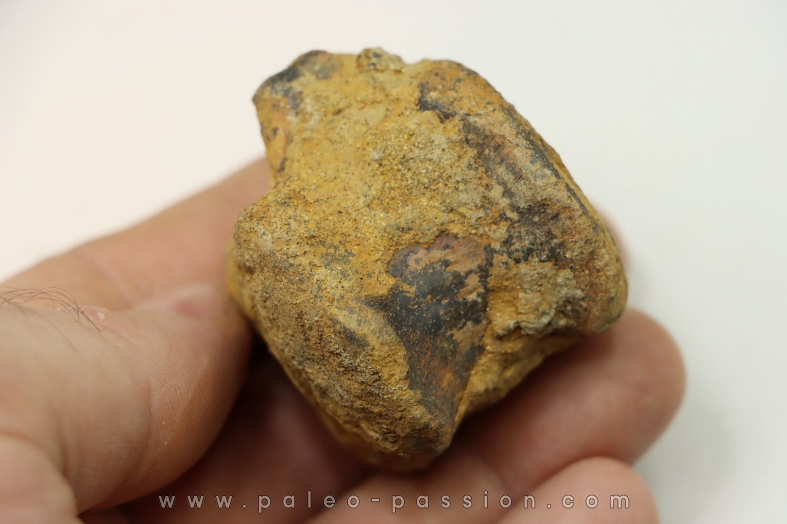 dinosaure vertebra: TRICERATOPS HORRIDUS