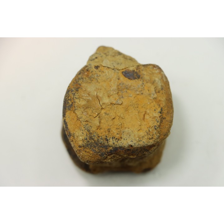 dinosaure vertebra: TRICERATOPS HORRIDUS
