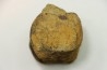 dinosaure vertebra: TRICERATOPS HORRIDUS