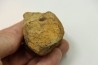 dinosaure vertebra: TRICERATOPS HORRIDUS