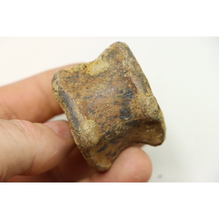 dinosaure vertebra: TRICERATOPS HORRIDUS