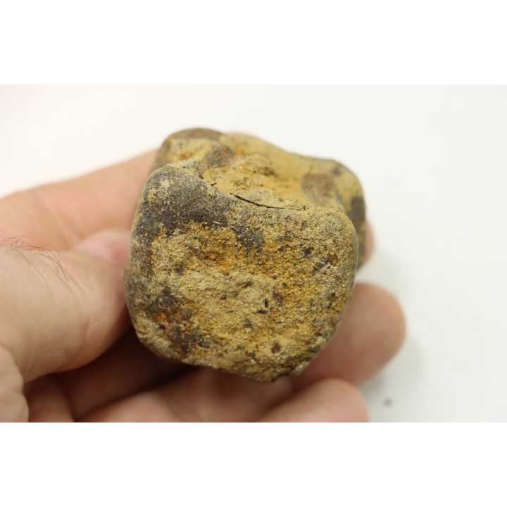 dinosaure vertebra: TRICERATOPS HORRIDUS
