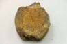 dinosaure vertebra: TRICERATOPS HORRIDUS