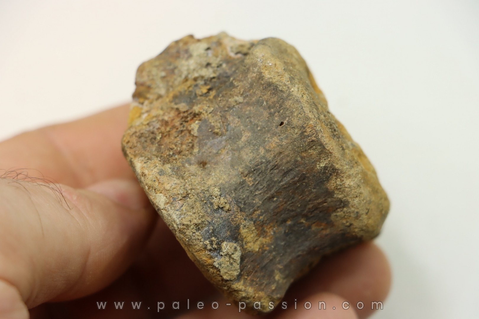 dinosaure vertebra: TRICERATOPS HORRIDUS