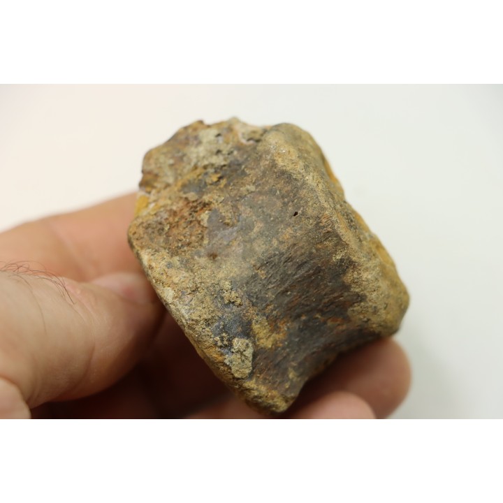 dinosaure vertebra: TRICERATOPS HORRIDUS