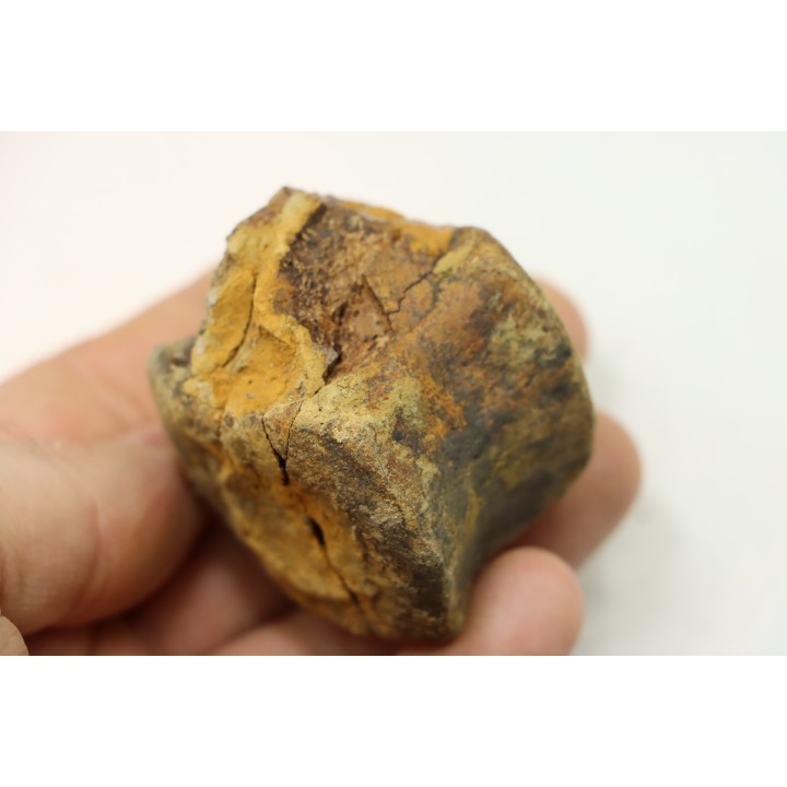 dinosaure vertebra: TRICERATOPS HORRIDUS
