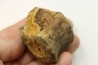 dinosaure vertebra: TRICERATOPS HORRIDUS