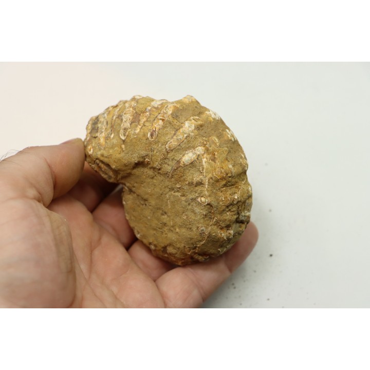 Nodule de DOUVILLEICERAS à dégager - albien - MADAGASCAR