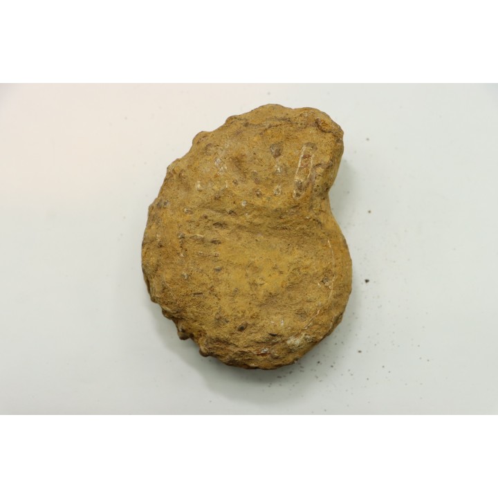 Nodule de DOUVILLEICERAS à dégager - albien - MADAGASCAR