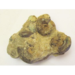 CRASPEDITES KALCHPURICUS (TRAUTSCHOLD)