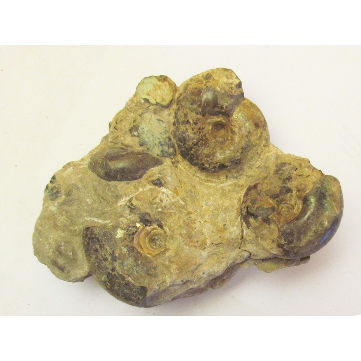 CRASPEDITES KALCHPURICUS (TRAUTSCHOLD)