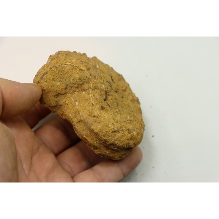 Nodule de DOUVILLEICERAS à dégager - albien - MADAGASCAR