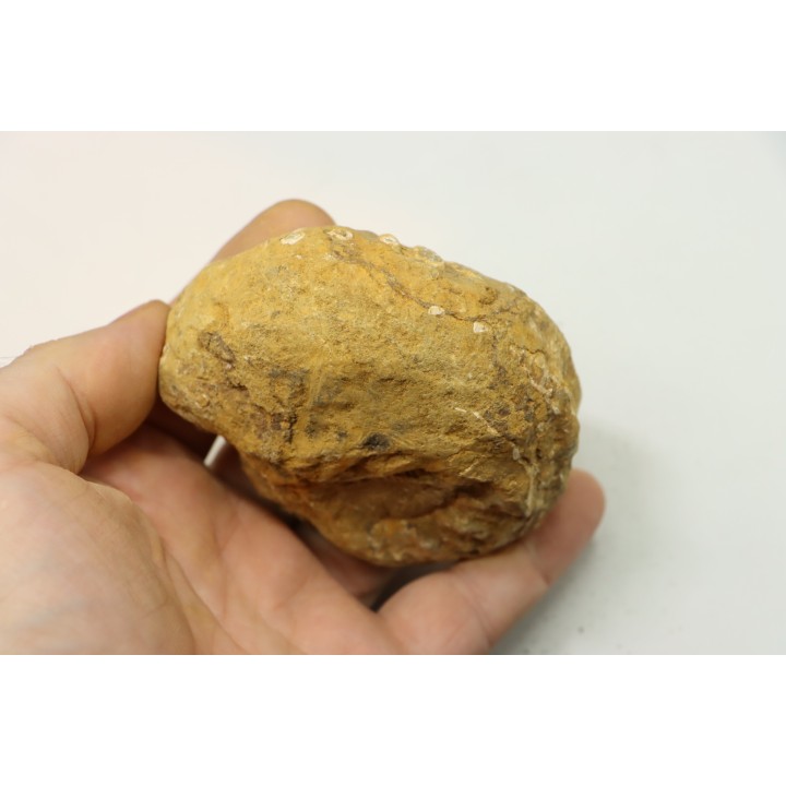 Nodule de DOUVILLEICERAS à dégager - albien - MADAGASCAR