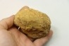 Nodule de DOUVILLEICERAS à dégager - albien - MADAGASCAR