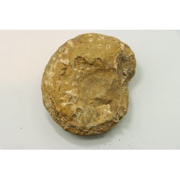 Nodule de DOUVILLEICERAS à dégager - albien - MADAGASCAR