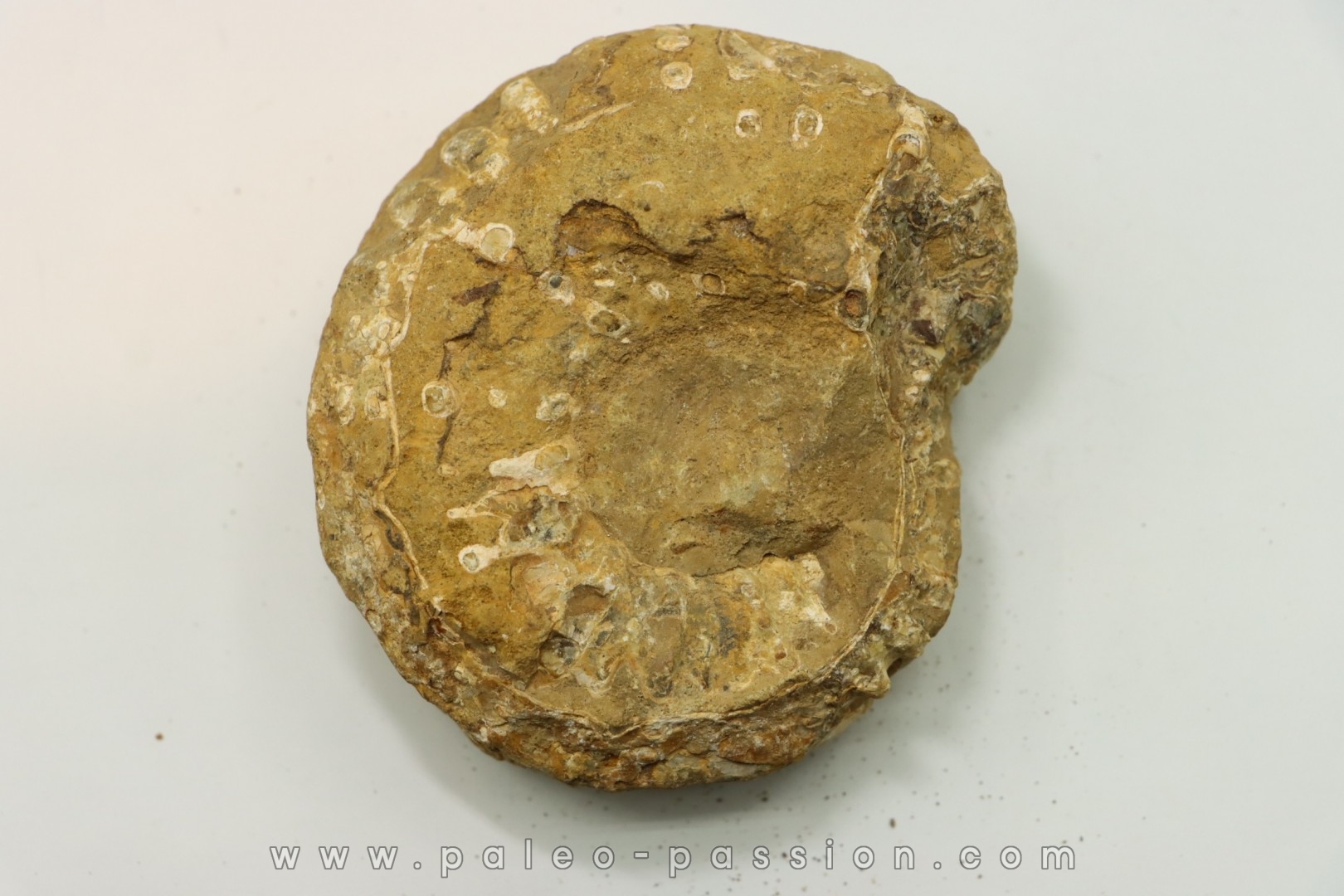 Nodule de DOUVILLEICERAS à dégager - albien - MADAGASCAR