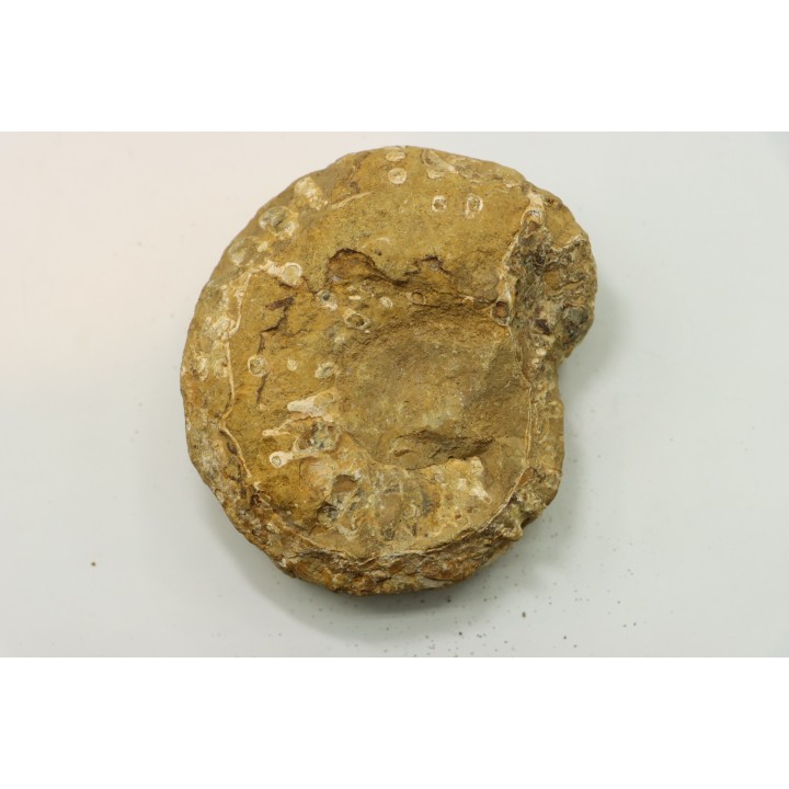 Nodule de DOUVILLEICERAS à dégager - albien - MADAGASCAR