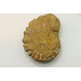 Nodule de DOUVILLEICERAS à dégager - albien - MADAGASCAR
