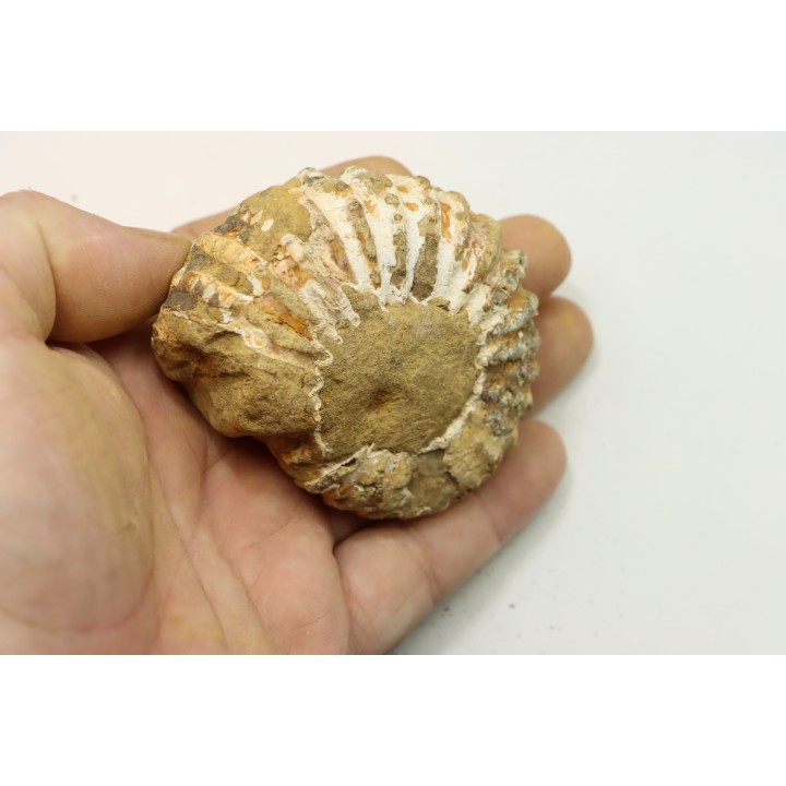 Nodule de DOUVILLEICERAS à dégager - albien - MADAGASCAR