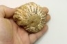 Unprepared DOUVILLEICERAS - albian - MADAGASCAR