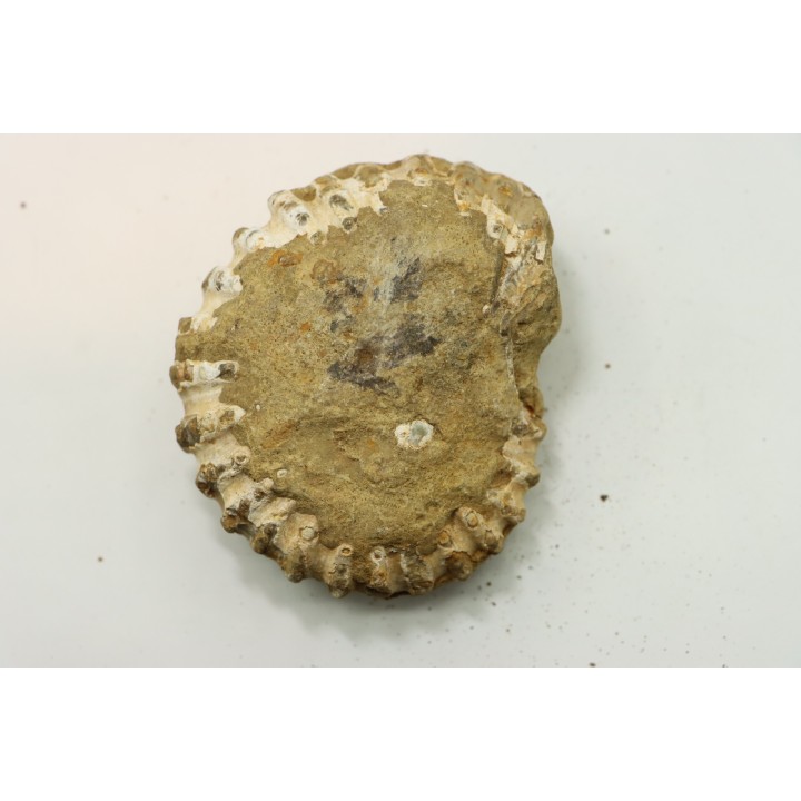 Nodule de DOUVILLEICERAS à dégager - albien - MADAGASCAR