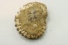 Nodule de DOUVILLEICERAS à dégager - albien - MADAGASCAR