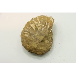 Unprepared DOUVILLEICERAS - albian - MADAGASCAR
