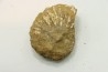 Nodule de DOUVILLEICERAS à dégager - albien - MADAGASCAR